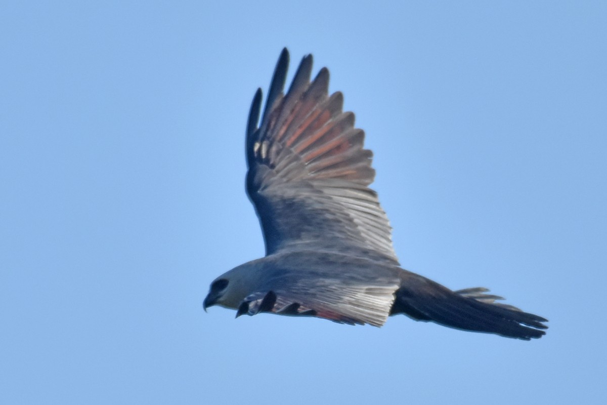 Mississippi Kite - ML641047802