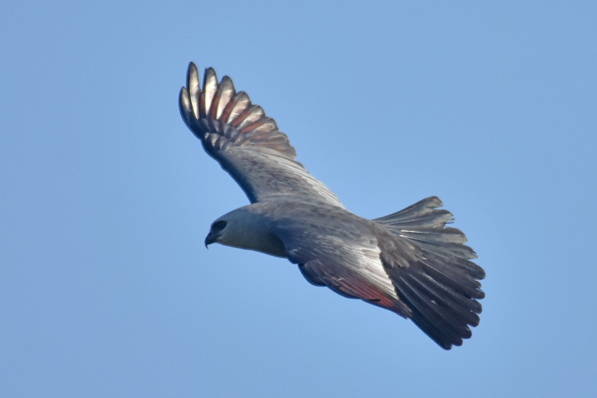Mississippi Kite - ML641047803