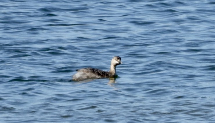 Hoary-headed Grebe - ML641047825