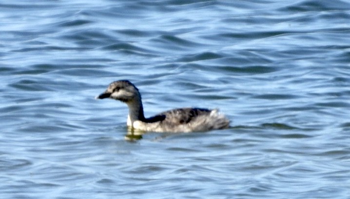 Hoary-headed Grebe - ML641047827