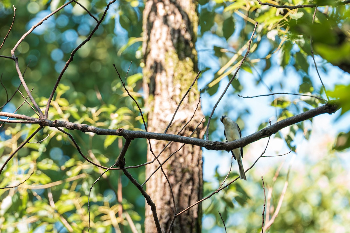 Brown-rumped Minivet - ML641047836