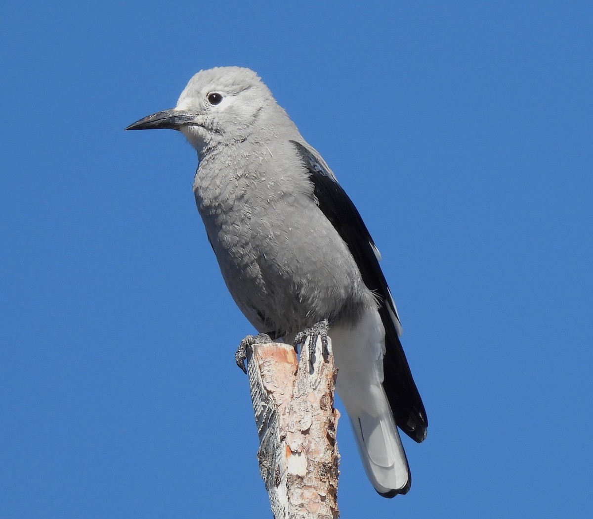 Clark's Nutcracker - ML641047876