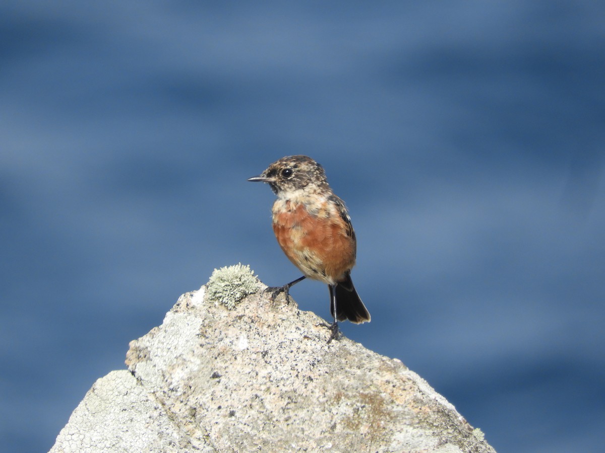 European Stonechat - ML641047879