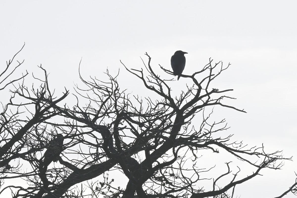 Little Raven - ML641047891