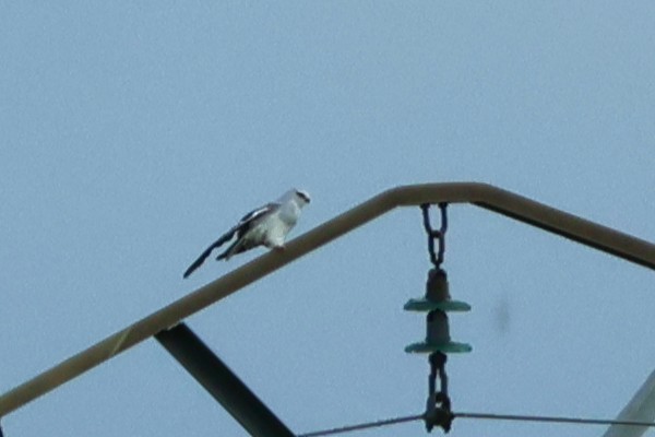 Шуліка чорноплечий - ML641047899