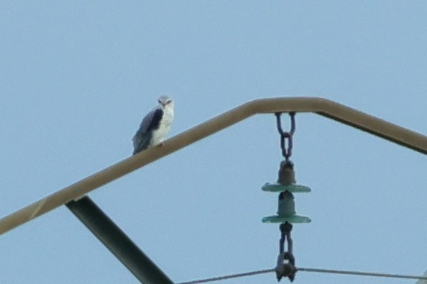 Шуліка чорноплечий - ML641047908