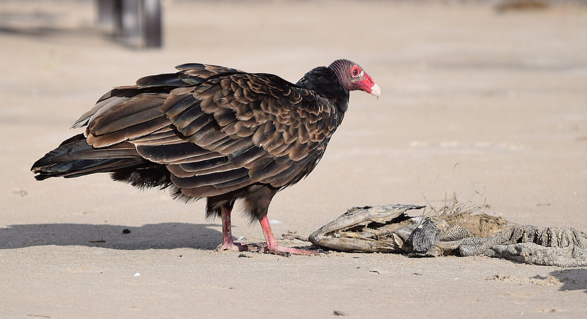 Turkey Vulture - ML641047910