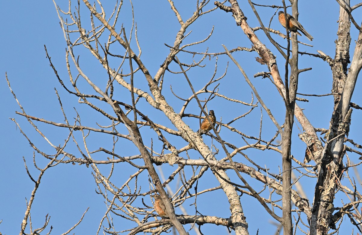 American Robin - ML641047940