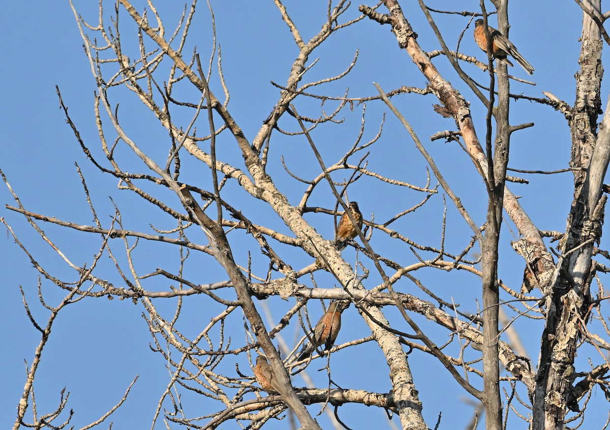 American Robin - ML641047945