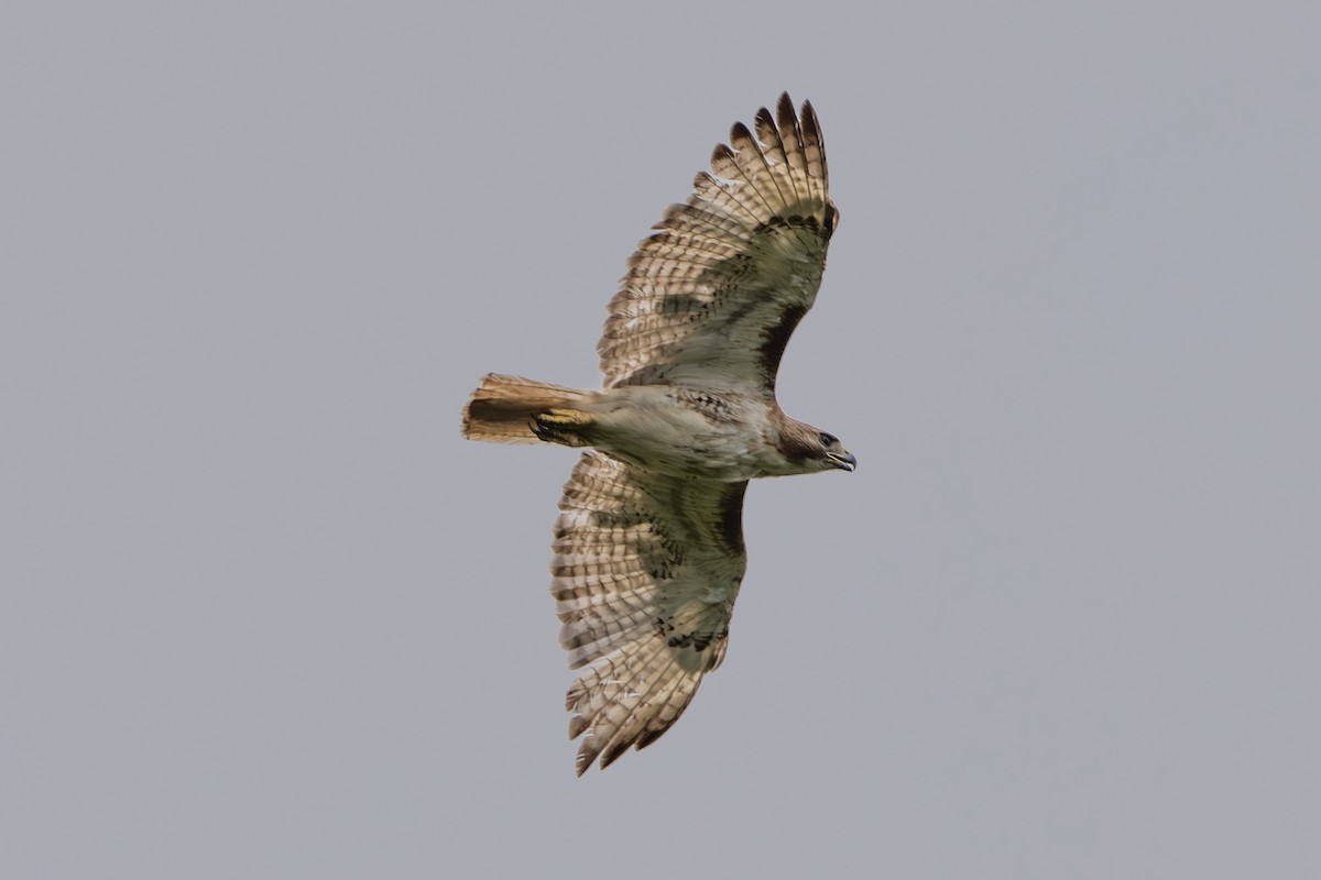 Red-tailed Hawk - ML641047946