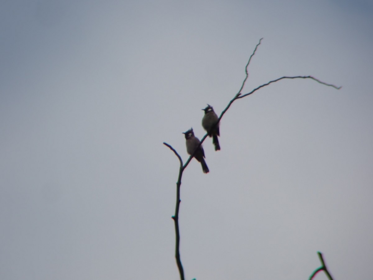 Himalayan Bulbul - ML641047949