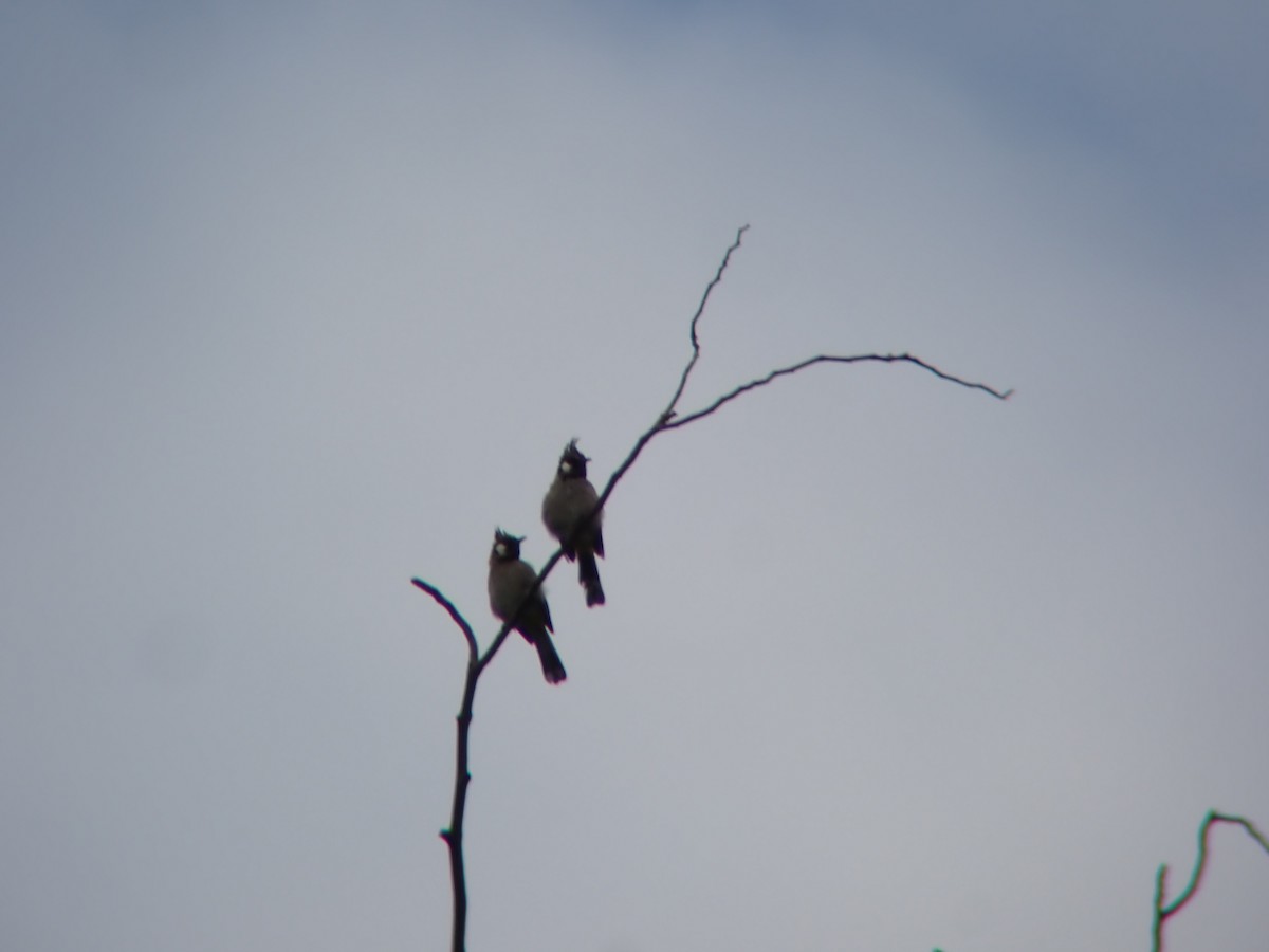 Himalayan Bulbul - ML641047950