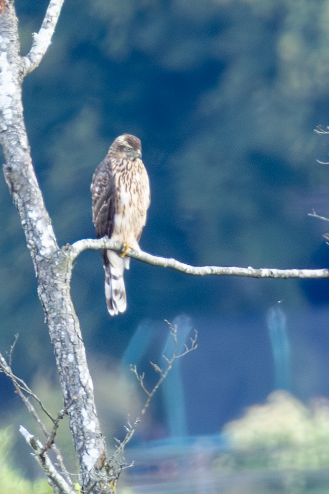 Eurasian Goshawk - ML641047953