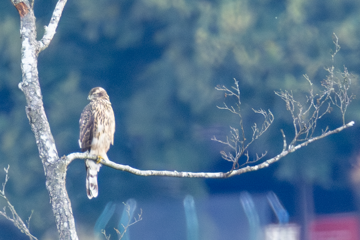 Eurasian Goshawk - ML641047954