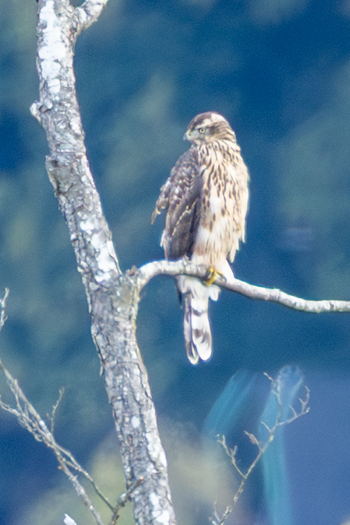 Eurasian Goshawk - ML641047955