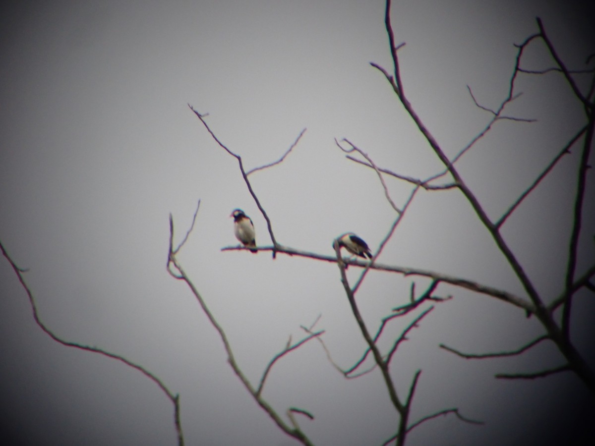 印度鵲椋鳥 - ML641047978
