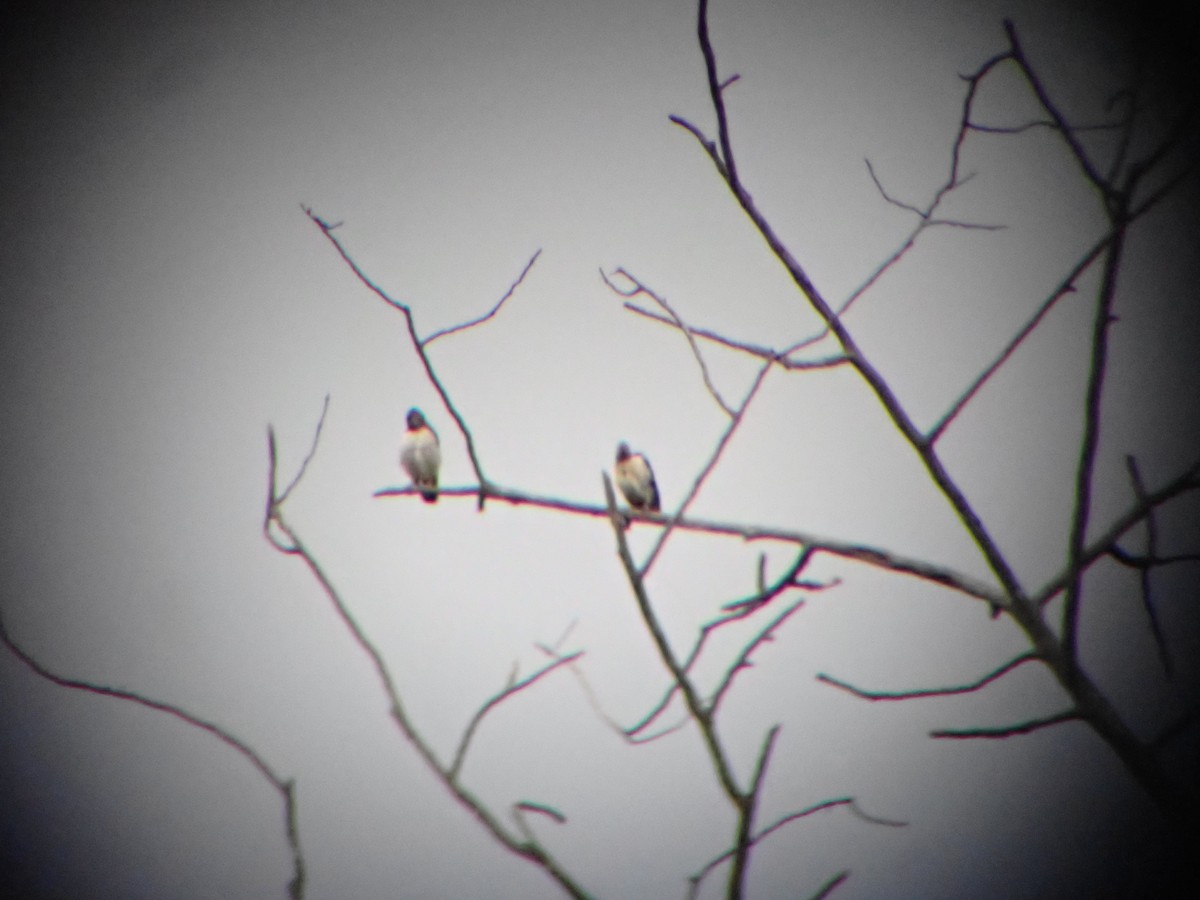 Indian Pied Starling - ML641047979
