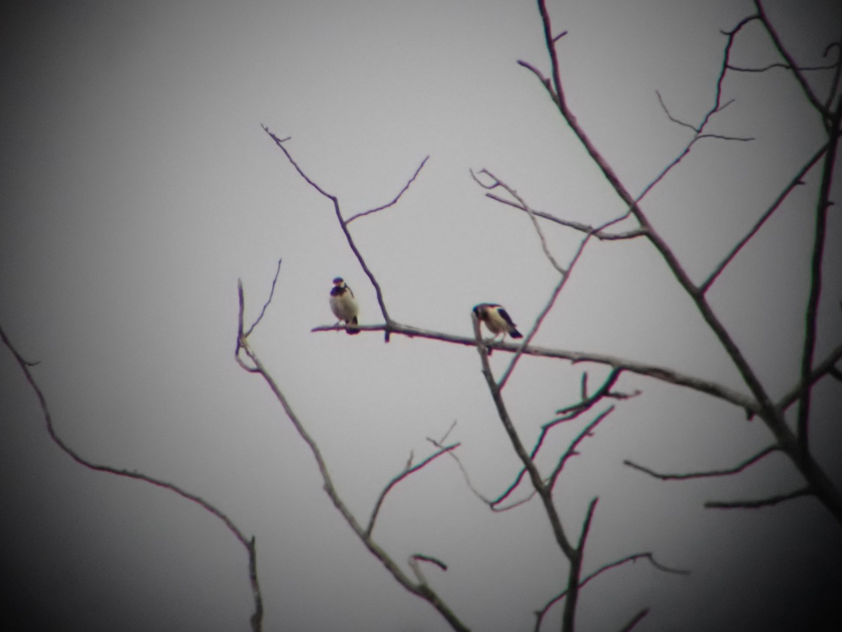 Indian Pied Starling - ML641047980