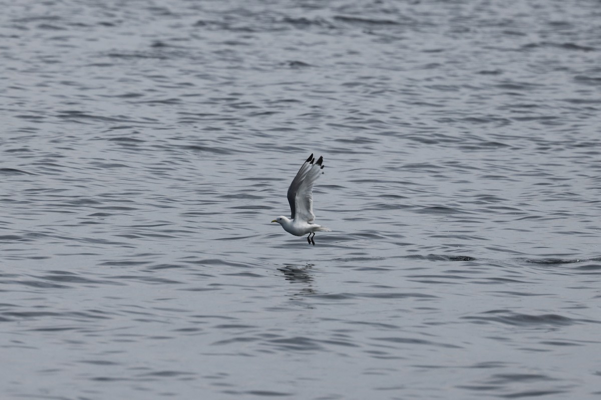 Black-legged Kittiwake - ML641047985