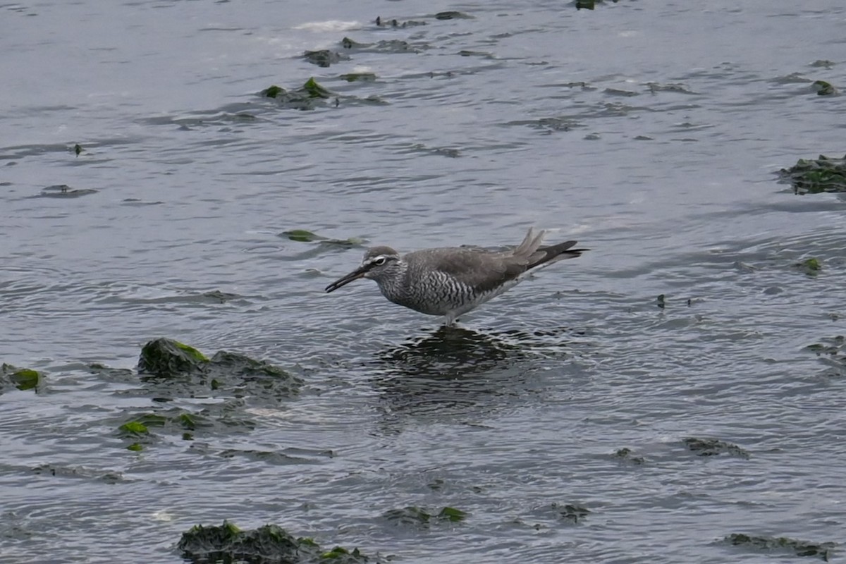 Gray-tailed Tattler - ML641047988