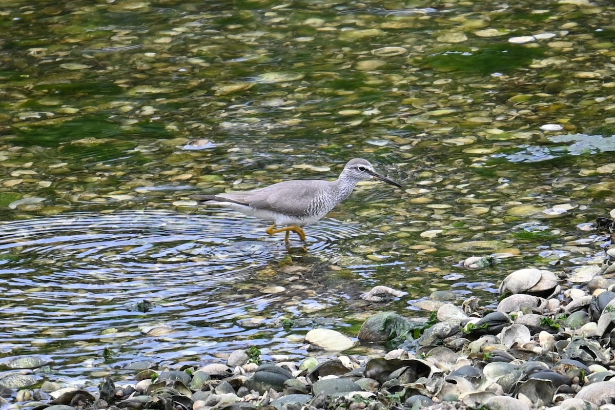 Gray-tailed Tattler - ML641047997
