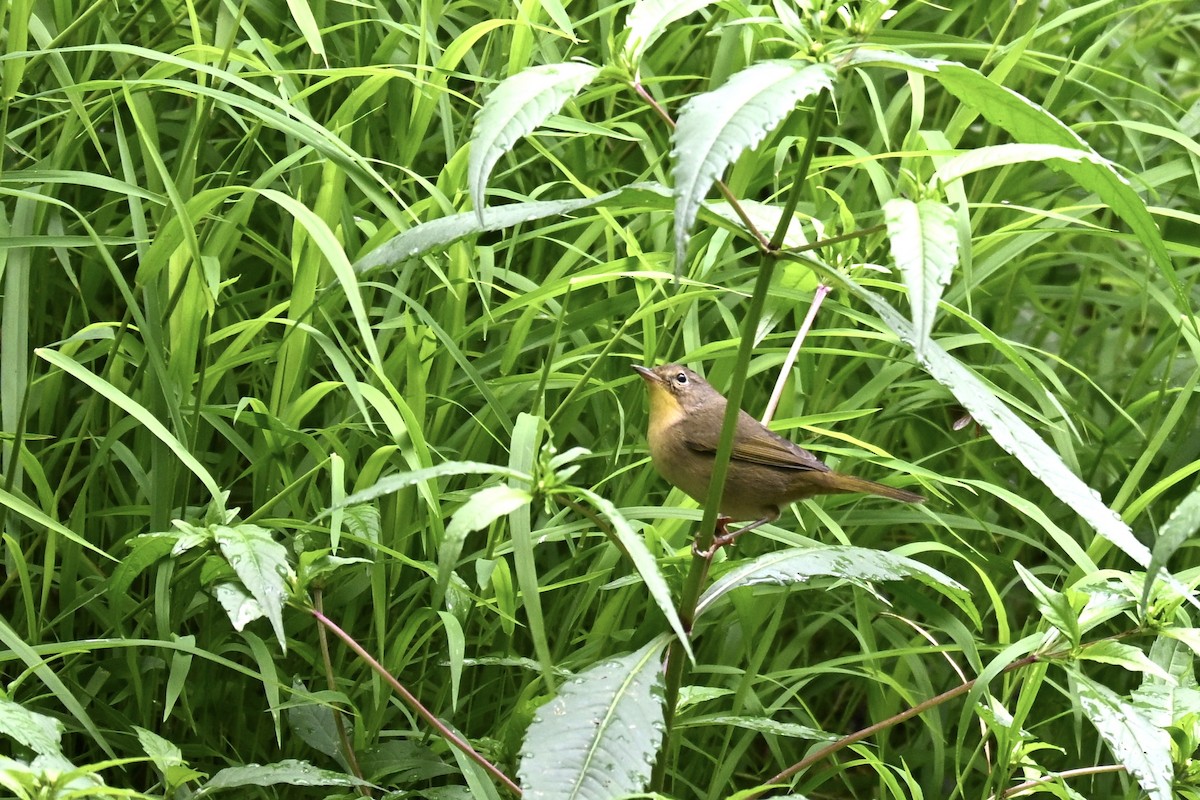 Common Yellowthroat - ML641047999