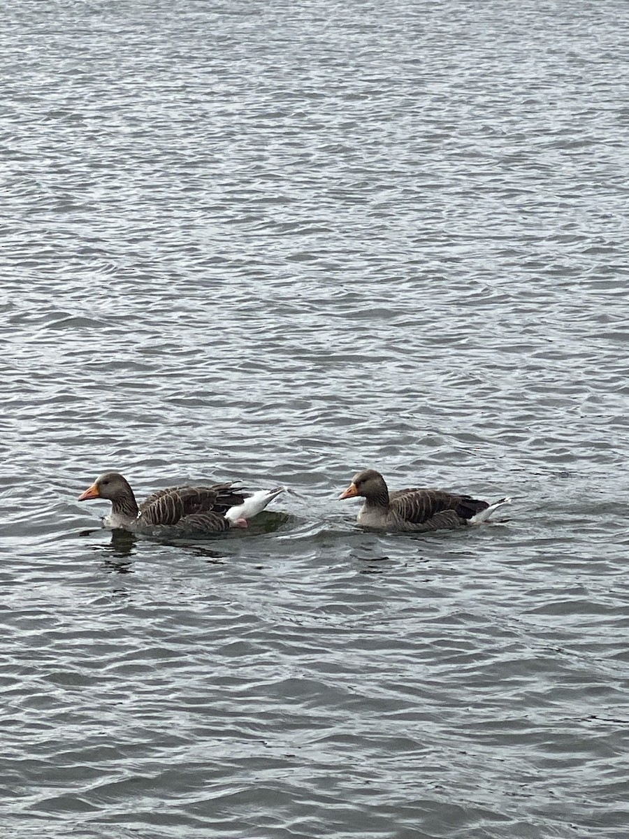 Graylag Goose - ML641048015