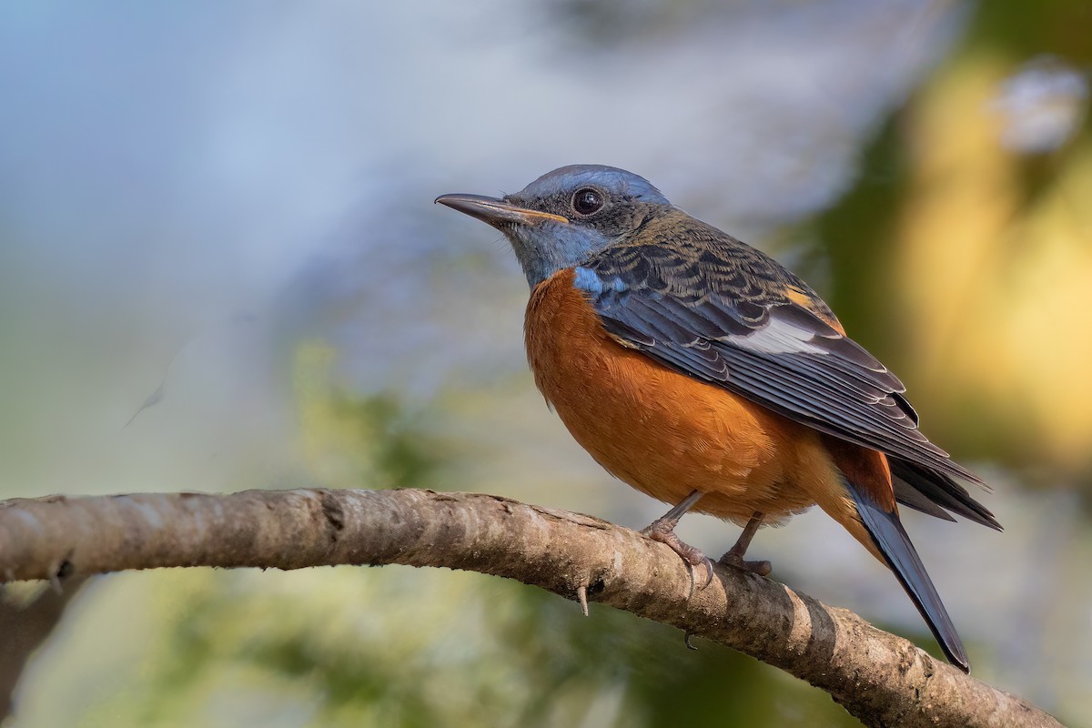 Blue-capped Rock-Thrush - ML641048027