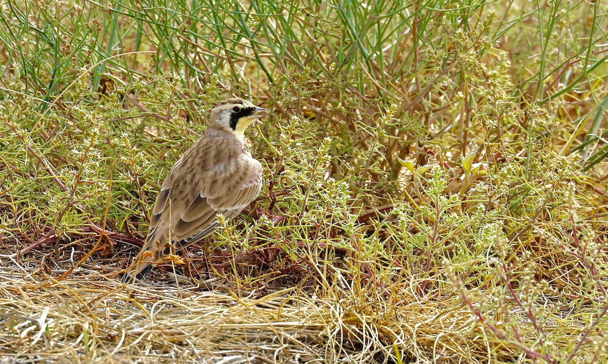 Lark Bunting - ML641048050