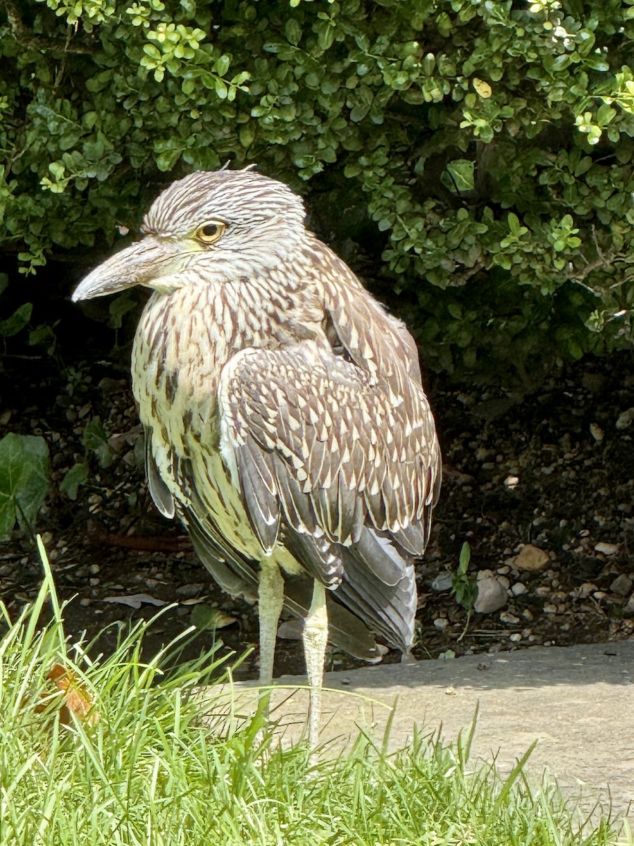 Yellow-crowned Night Heron - ML641048059