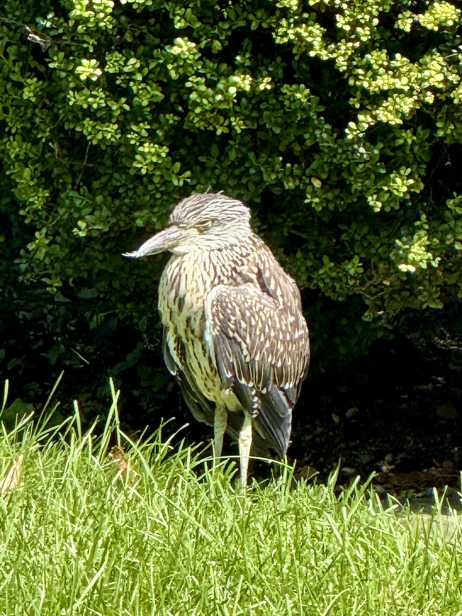 Yellow-crowned Night Heron - ML641048060