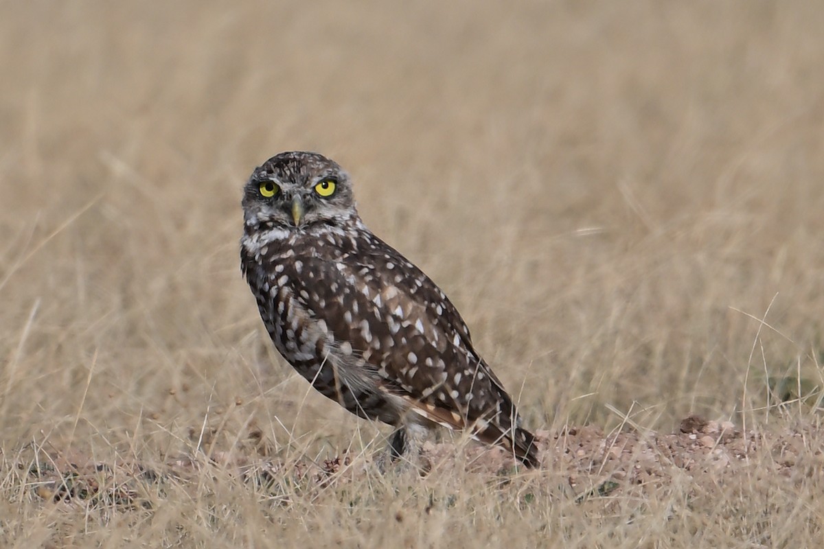 Burrowing Owl - ML641048064