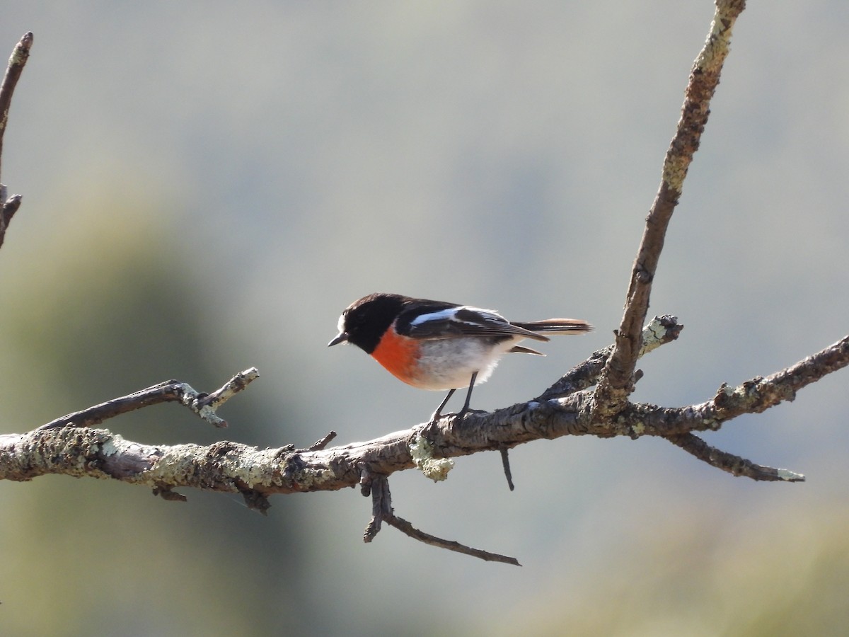 Scarlet Robin - ML641048067