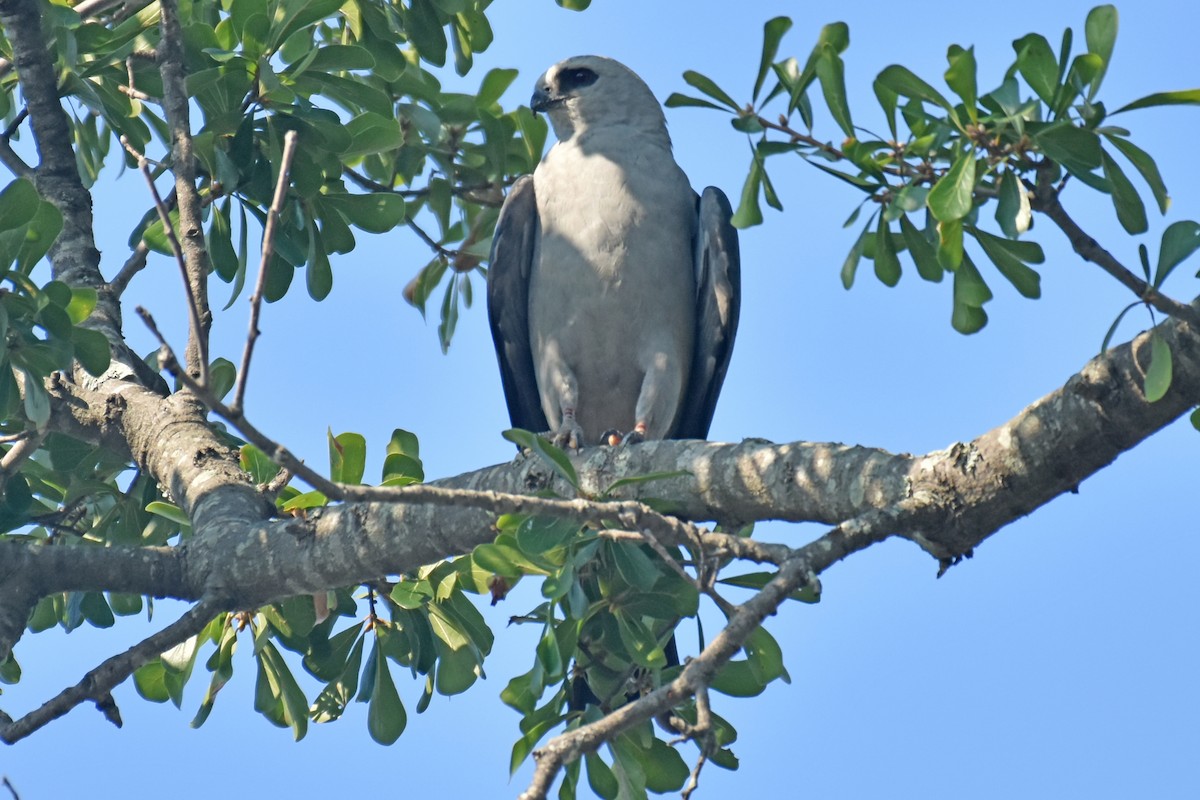 Mississippi Kite - ML641048070
