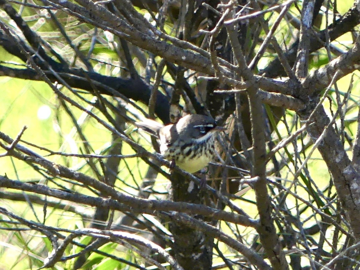Spotted Scrubwren - ML641048078