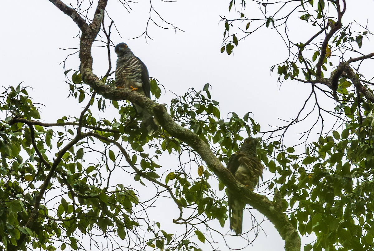 African Cuckoo-Hawk - ML641048083