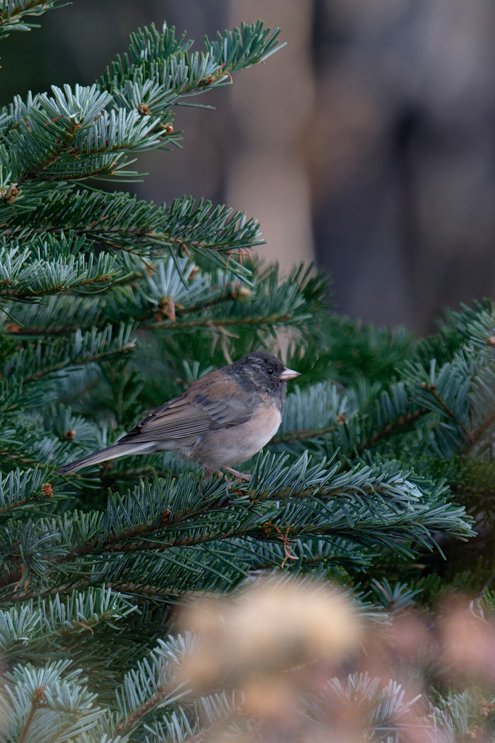 Dark-eyed Junco (Oregon) - ML641048090