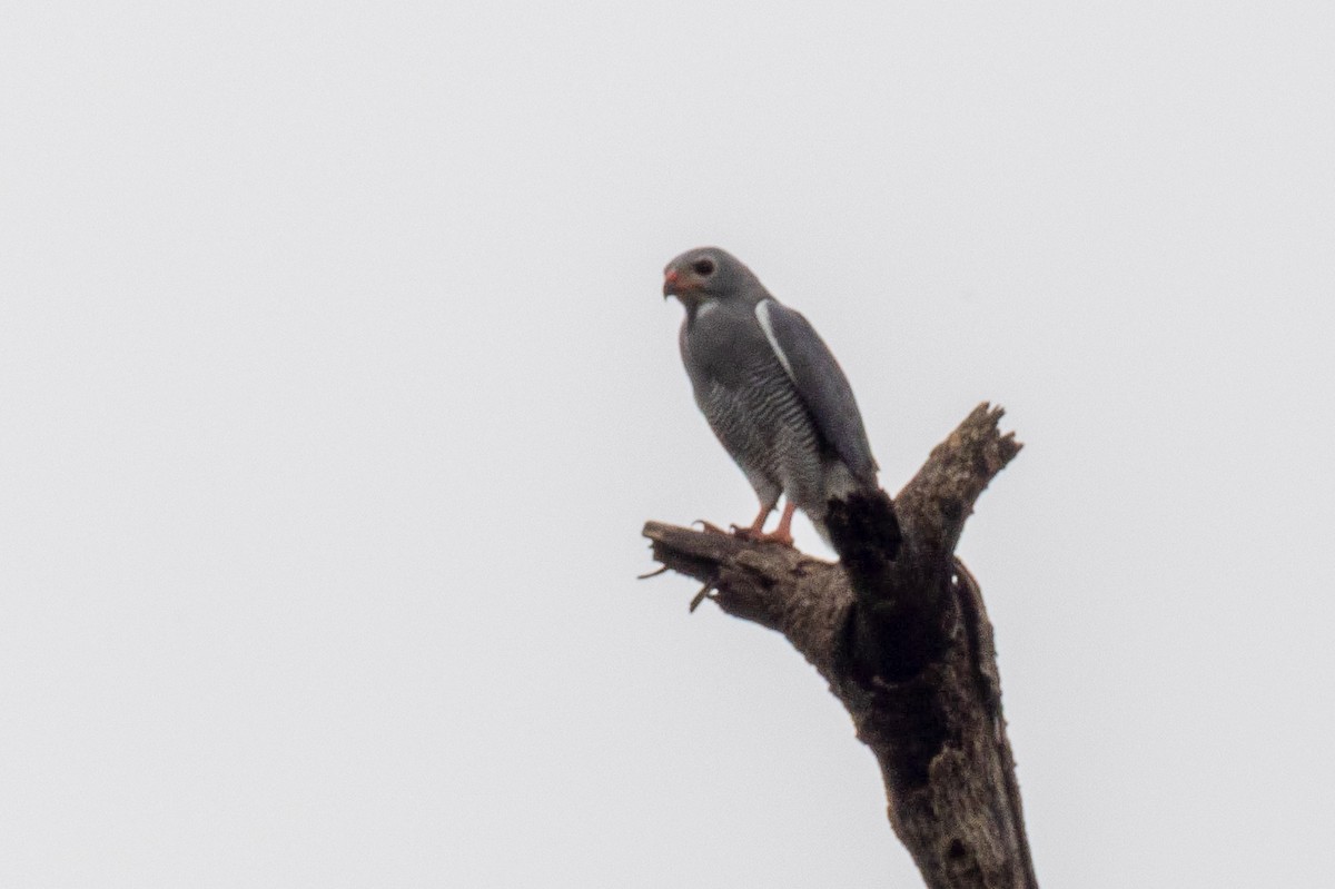 Lizard Buzzard - ML641048094