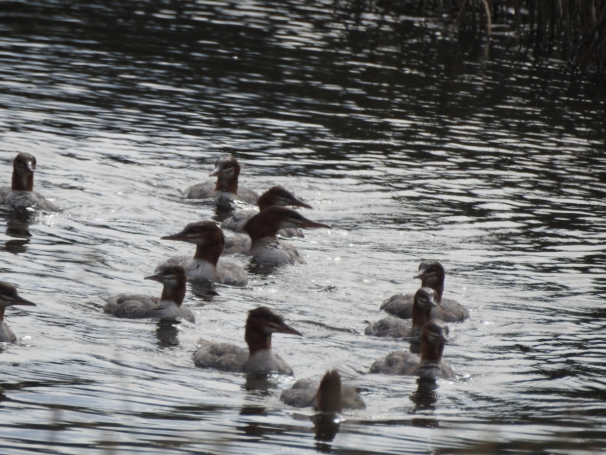 Common Merganser - ML641048095
