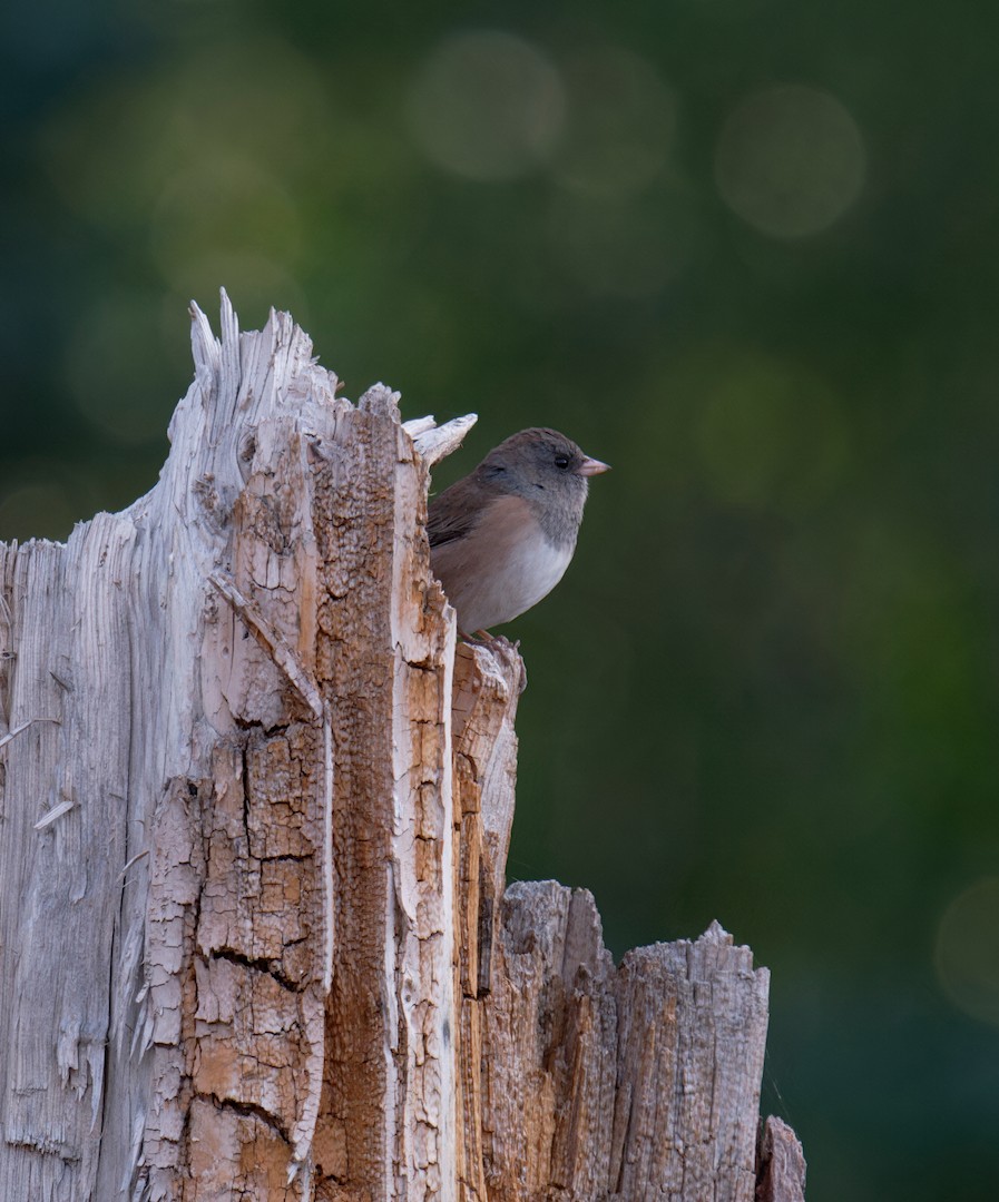 Dark-eyed Junco (Oregon) - ML641048100
