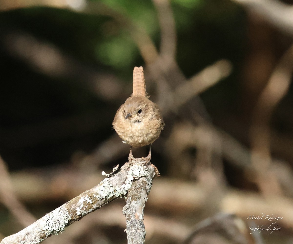 Winter Wren - ML641048108