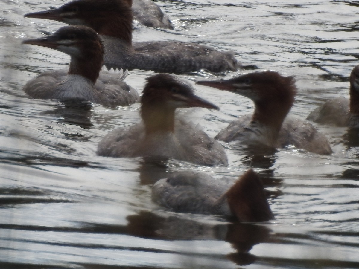 Common Merganser - ML641048110