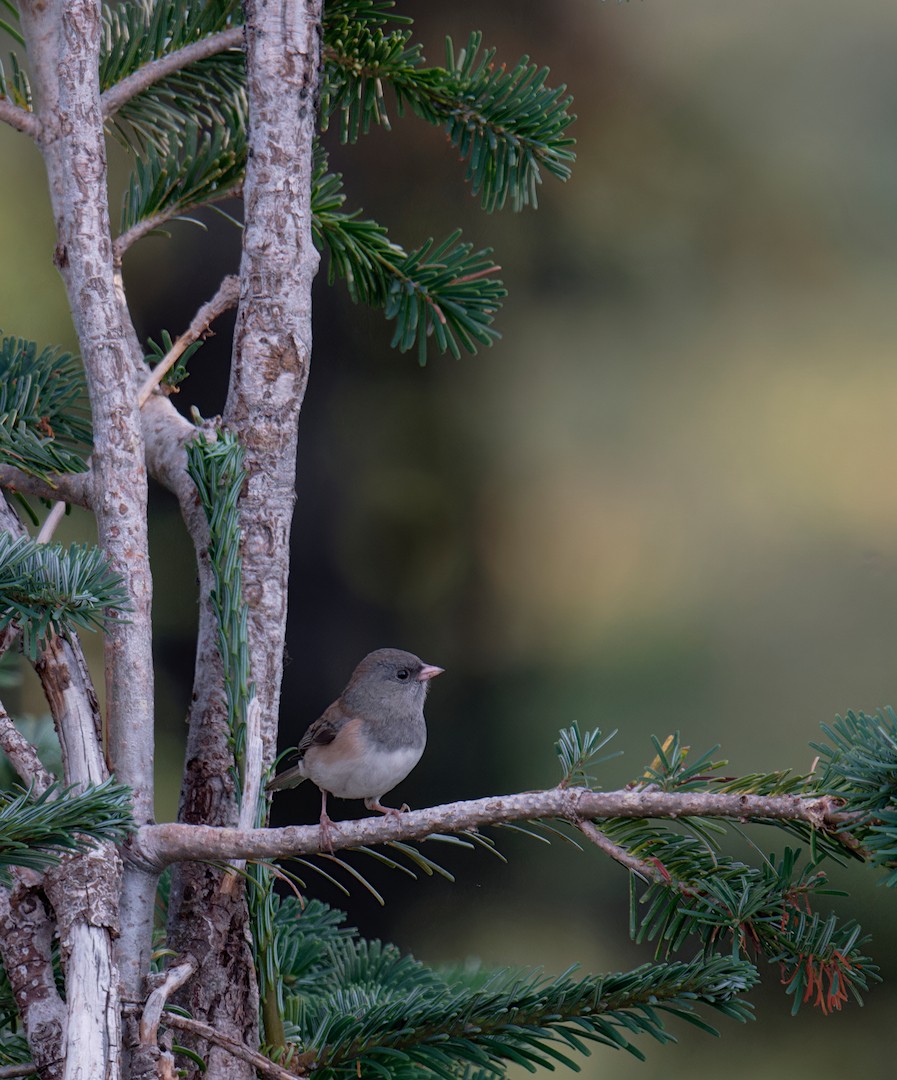 Dark-eyed Junco (Oregon) - ML641048117
