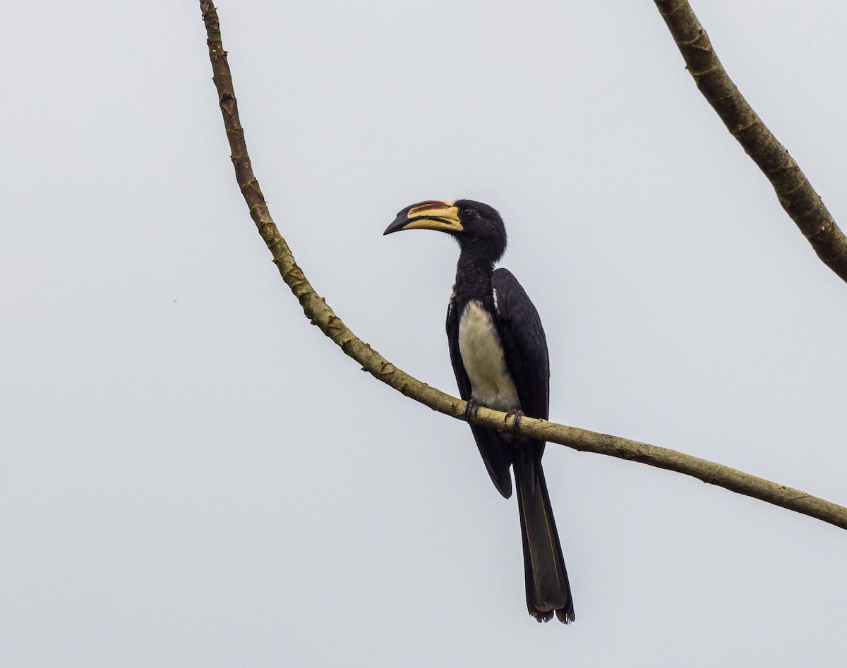 West African Pied Hornbill - ML641048135