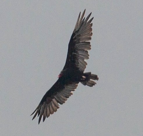 Turkey Vulture - ML641048186