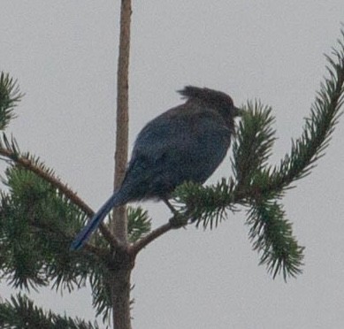 Steller's Jay - ML641048207