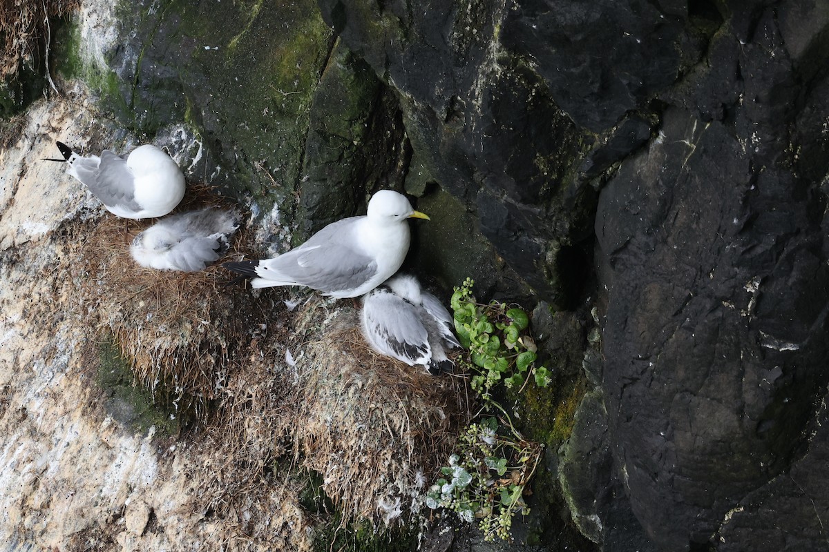 Black-legged Kittiwake - ML641048259