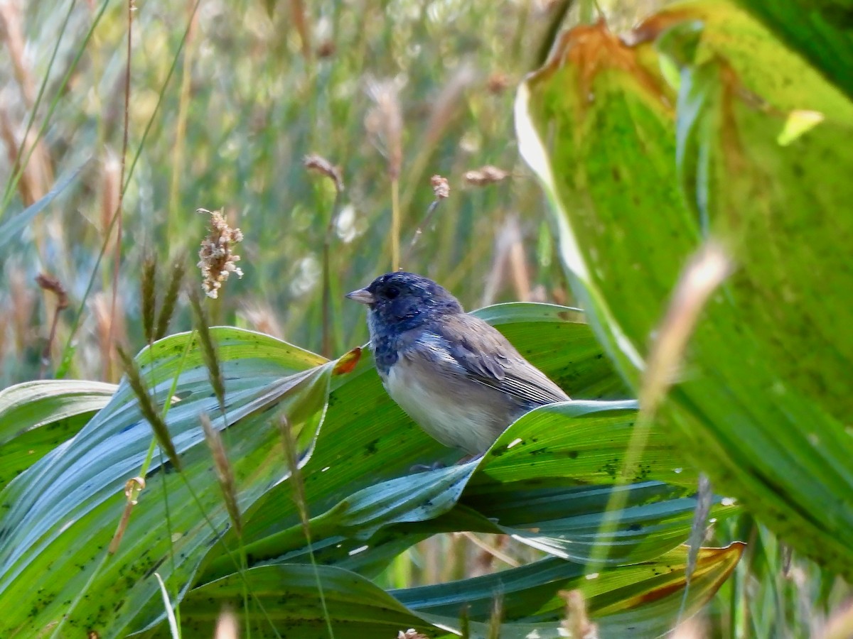 Dark-eyed Junco - ML641048277
