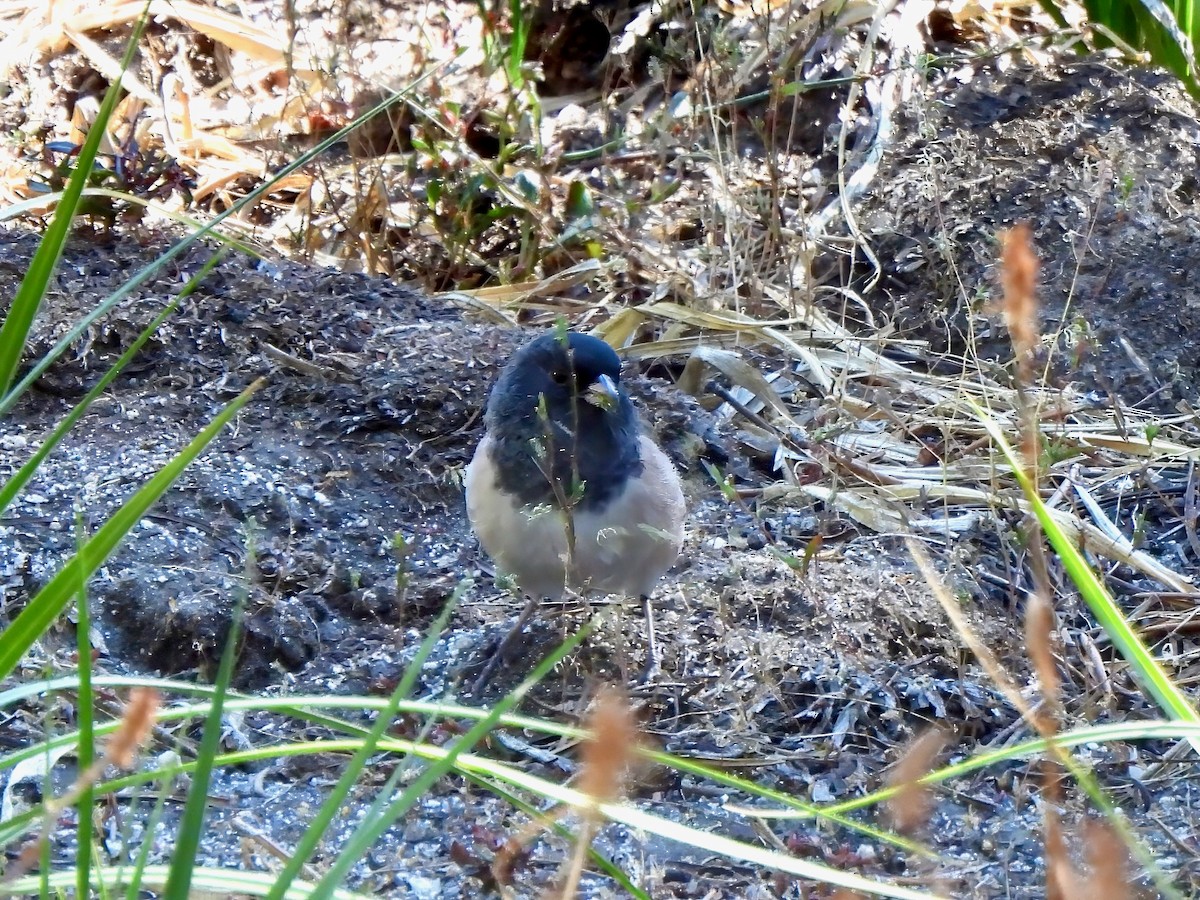 Dark-eyed Junco - ML641048278