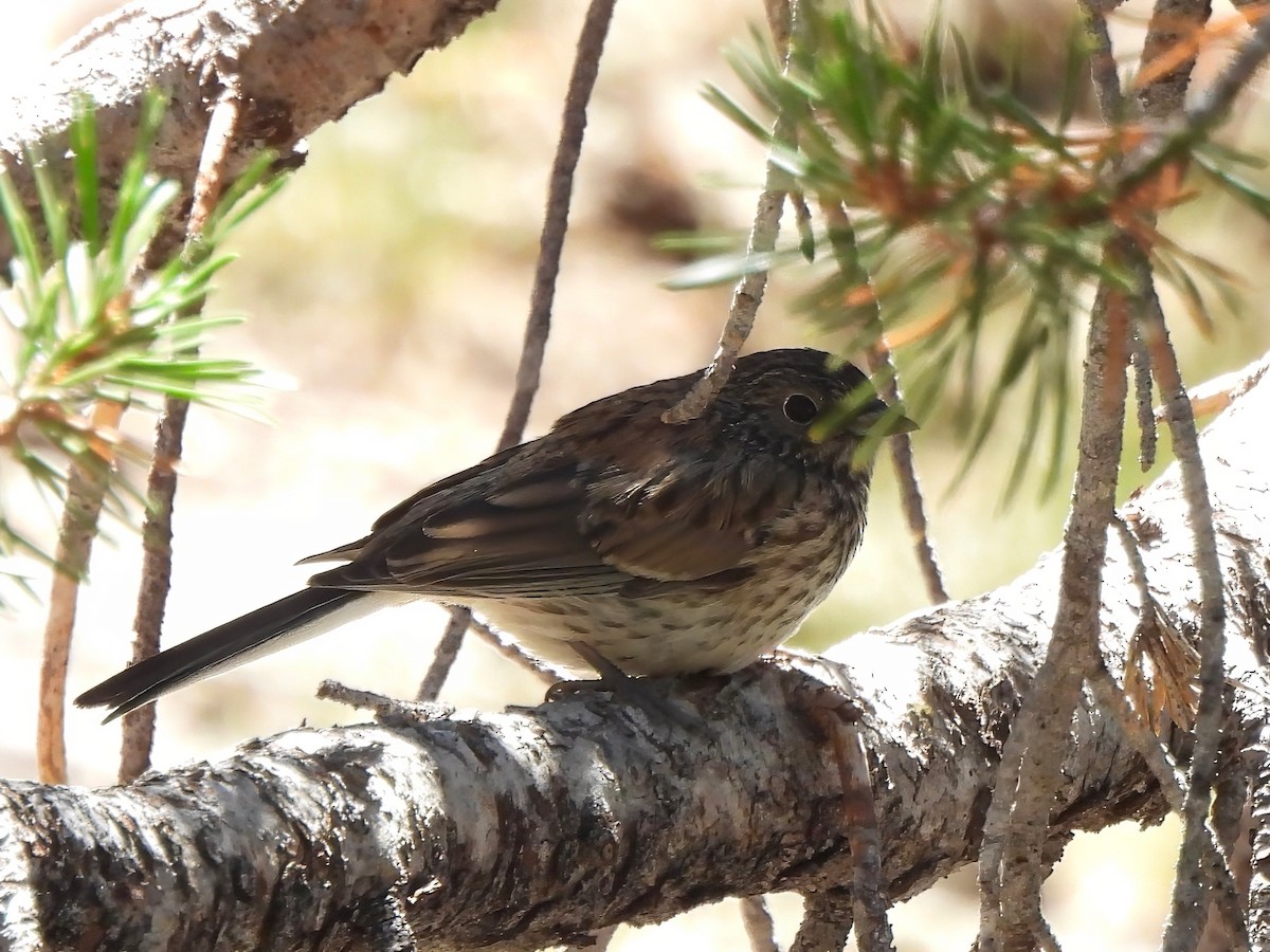 Dark-eyed Junco - ML641048283